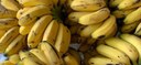 2ª Festa da Banana de Itaguaí celebra cultura, gastronomia e economia local 2ª Festa da Banana de Itaguaí celebra cultura, gastronomia e economia local